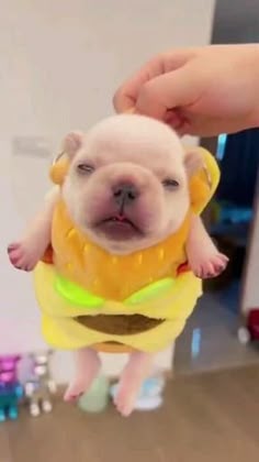 Pibble sounds